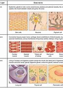 Image result for Tissue Histology Embedding