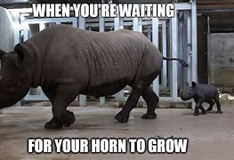 Image result for Meursault Rhino Meme