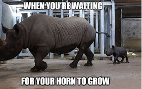 Image result for Wednesyda Meme Rhino