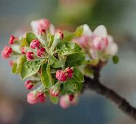 Image result for Apple Tree Nature