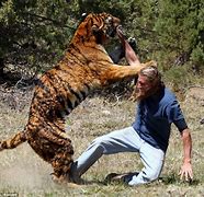 Image result for Tiger Attacking Human
