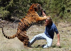 Image result for Tiger Mauled People