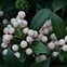 Bildergebnis für Skimmia japonica Kew White