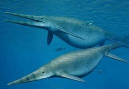 Image result for Largest Dinosaur Fossil
