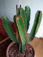 Image result for cereus