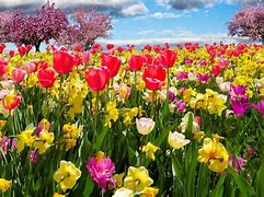 Image result for Spring Flowers and Trees