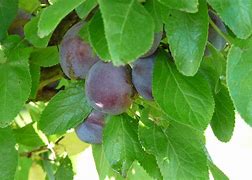 Image result for Prunus domestica Bleue de Belgique