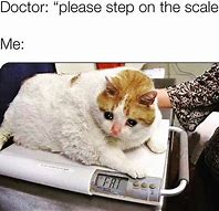 Image result for Vet Sign Fat Cat Meme