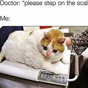 Image result for Fat Cat Sitting Meme