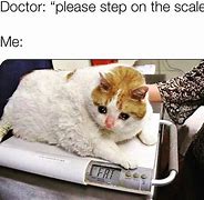 Image result for Fat Boss Cat Meme