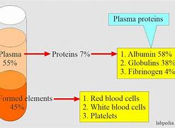Image result for albumin�metro