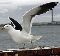 Image result for Black Seagull
