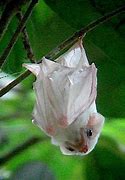 Image result for Baby Albino Bat