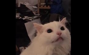 Image result for White Cat Meowing Meme