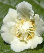 Image result for Actinidia deliciosa Solissimo