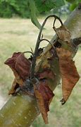 Image result for What Is a Death Apple Tree