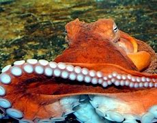 Image result for Octopus Water