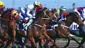 Image result for Hong Kong Horse Racing