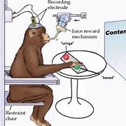 Image result for Actuation Ape Meme