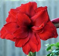 Image result for Amaryllis Amarantia