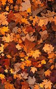 Image result for Autumn Brown