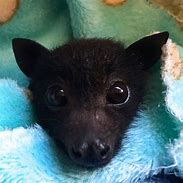 Image result for Fruit Bat Eyes