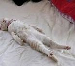Image result for Cat Playing Dead Meme