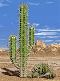 Image result for Cactus Cut in Half