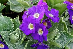 Image result for Primula auricula Spring Meadows