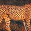 Image result for Touch Starved Cheetah