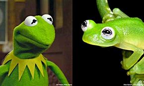 Image result for Kermit Frog Real