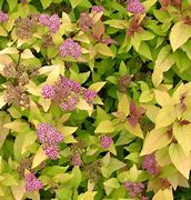 Image result for Spiraea japonica LITTLE FLAME