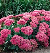 Image result for Sedum (H) spectabile Neon