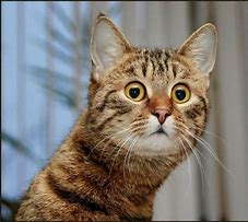 Image result for Shock Cat Face