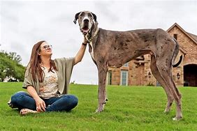 Image result for World's Largest Dog Zeus