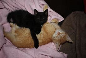 Image result for Black and Orange Cat Snuggling