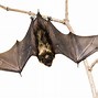 Image result for Bat Crawling