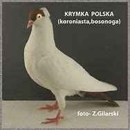 Image result for krymka