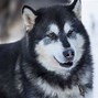 Image result for Malamute Mix Puppy