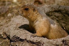 Image result for Indiana Prairie Animals