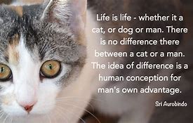 Image result for Quotes About Animal Rescue