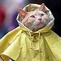 Image result for Rainy Thursday Cat