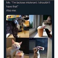 Image result for Funniest Cat Memes