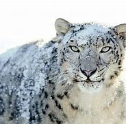 Image result for Mac OS Leopard Wallpaper