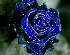Image result for Blue Rose Wallpaper HD