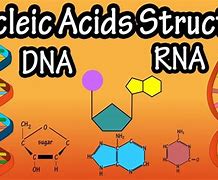 Image result for RNA Nucleic Acid Structure