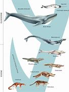Image result for Blue Whale Evolution Timeline