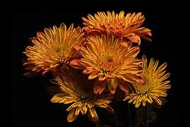 Image result for Chrysanthemum Black Wallpaper