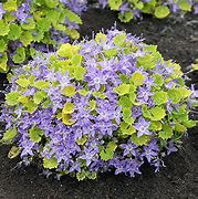 Image result for Campanula Dicksons Gold