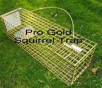Image result for Professional Squirrel Traps